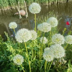 Allium Mount Everest