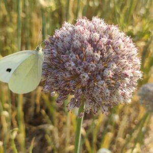 Allium ampeloprasum 'Ping Pong'
