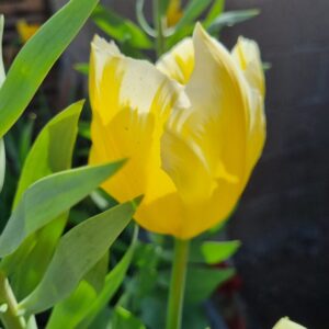 Tulp Sweetheart