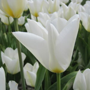 Tulp Purissima