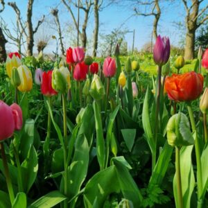 Tulpencollectie voor snijbloemenhoek