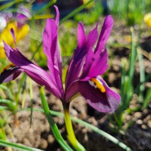 Iris reticulata 'J.S. Dijt' - 10