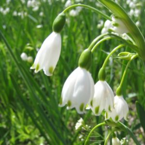 Leucojum aestivum 'Gravetye Giant'