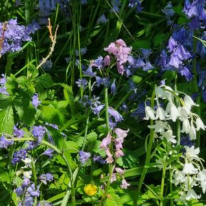 Hyacinthoides hispanica mix