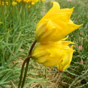Tulipa Sylvestris