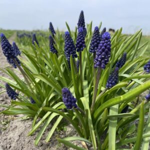 Muscari armeniacum 'Joyce Spirit' - 10