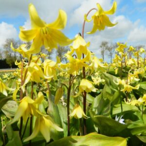 Erythronium Pagoda