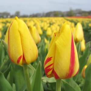 Tulp Freedom Flame