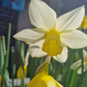 Narcis Pueblo