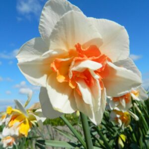 Narcis Replete