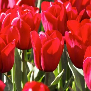 Tulp Strong Love