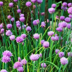 Allium Schoenoprasum