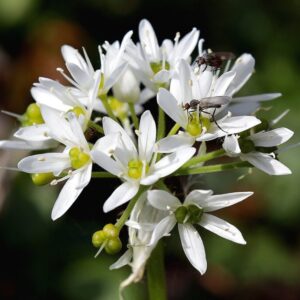 Allium Tuberosum