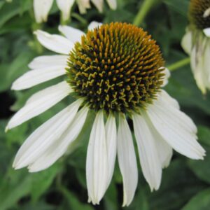 Echinacea purpurea White Swan