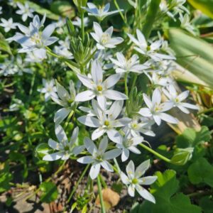 Ornithogalum ponticum 'Sochi'