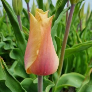 Tulp Blushing Lady