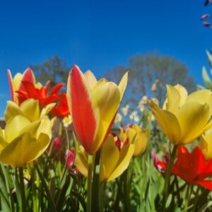 Botanische tulpenmix