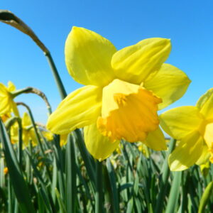 Narcis Carlton