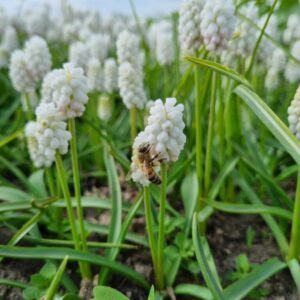 Muscari botryoides Alba