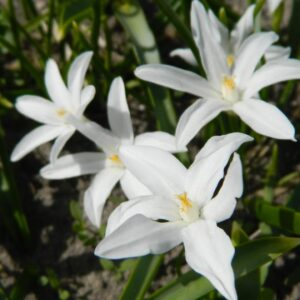 Chionodoxa luciliae 'Alba'