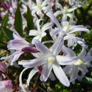 Chionodoxa forbesii 'Pink Giant'