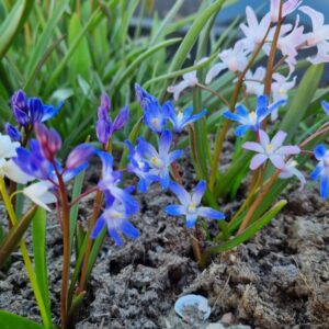 Chionodoxa mix