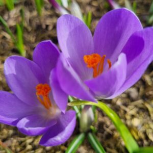 Krokus Aqua