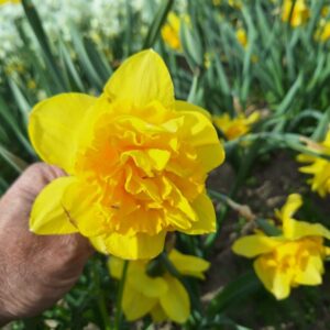 Narcis Dick Wilden