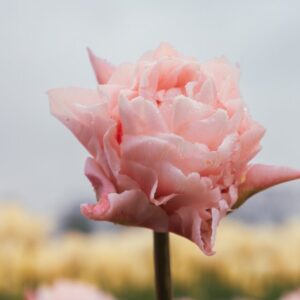 Tulp Dreamer