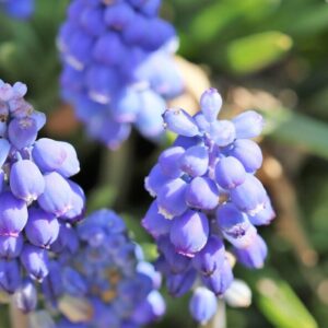 Muscari Early Bird