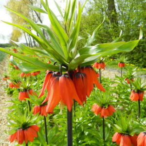 Fritillaria imperialis 'Rubra'