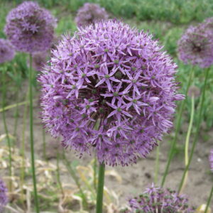 Allium Gladiator