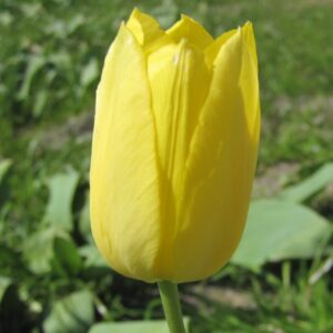 Tulp Muscadet