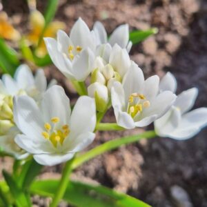 Ornithogalum oligophyllum 'White Trophy'