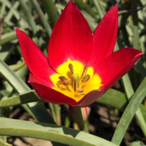 Tulipa humilis 'Red Beauty'