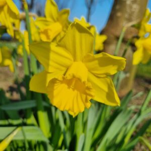 Narcis Rijnveld's Early Sensation
