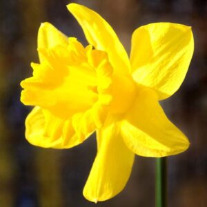Narcis Tamara
