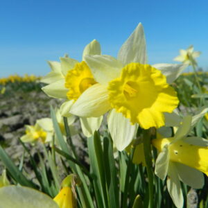 Narcis Topolino