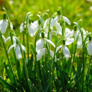 Galanthus elwesii 'Polar Bear' (sneeuwklokje)