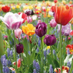 Actiepakket 'Fleurig Amsterdam Zuid'
