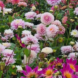 Dahlia snijbloemenmix