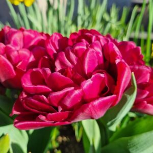 Tulp Alison Bradley