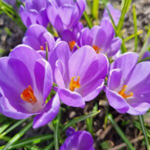 Krokus Violet River