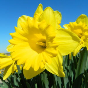 Narcis Dutch Master