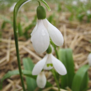 Galanthus Woronowii (sneeuwklokje)