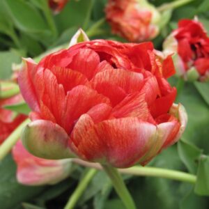 Tulp Gudoshnik Double