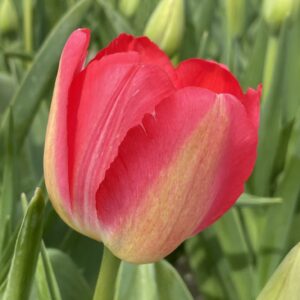 Tulp Judith Leyster