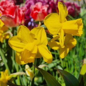 Narcis Quail