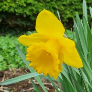 Narcis Standard Value