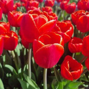 Tulp Verandi